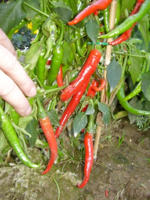 Cayenne Chili Pflanze